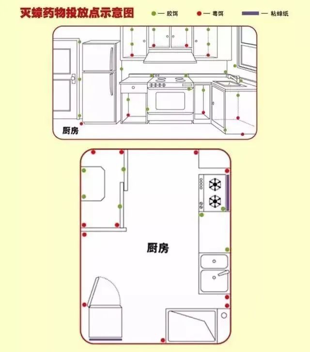 疾控部门揭秘，广东蟑螂进化传闻背后的真相与误解解析