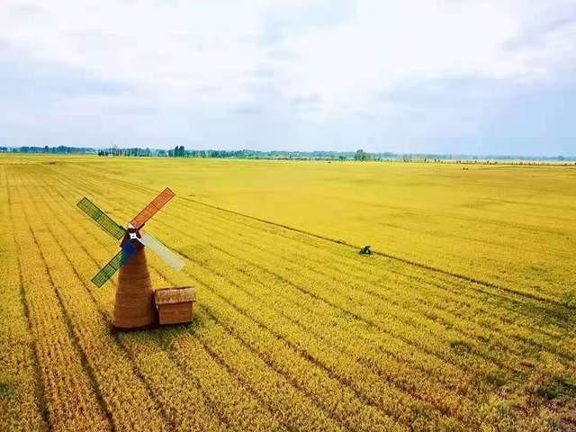 古老水稻，时代变迁的见证者，民族历史的活化石